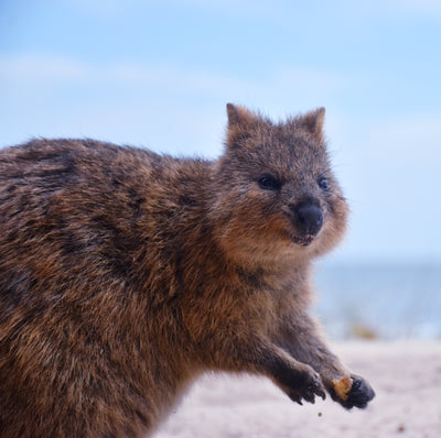 What is the Quokka?