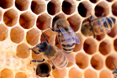 Bees are now at risk from a parasite